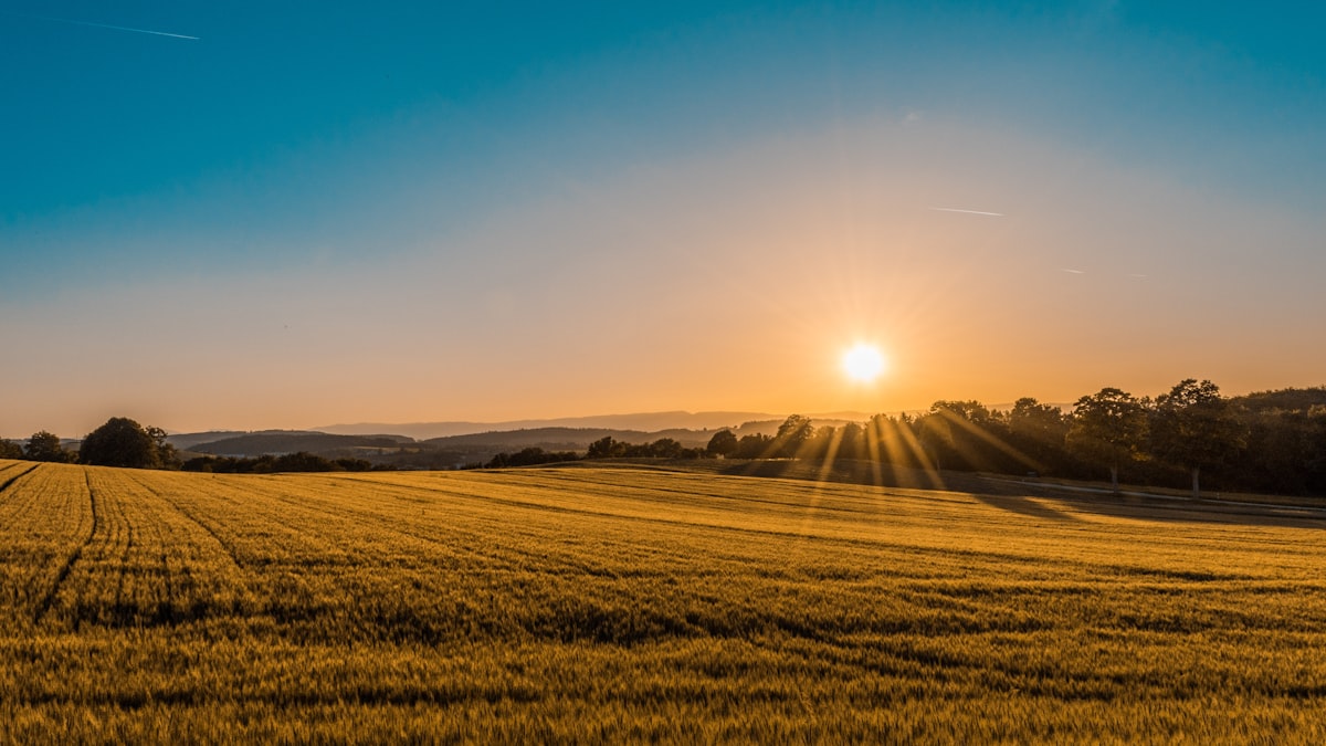 The future of Dutch agriculture